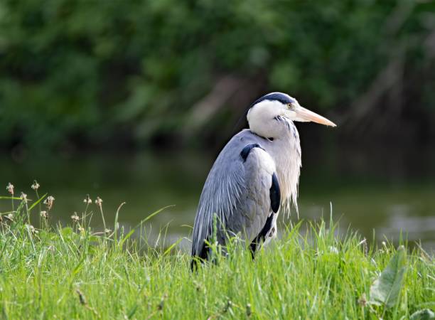istock Heron on Sprotbrough Flash, Yorkshire Wild Trust, Sprotbrough, Doncaster, South Yorkshire, England. 1163497542