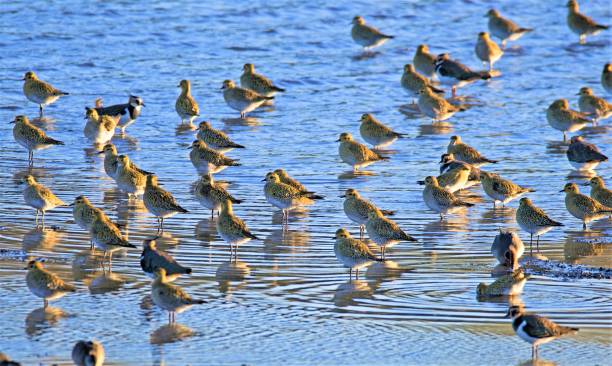 Flock of Golden Plover at RSPB OLd moor, Barnsley, South Yorkshire stock photo