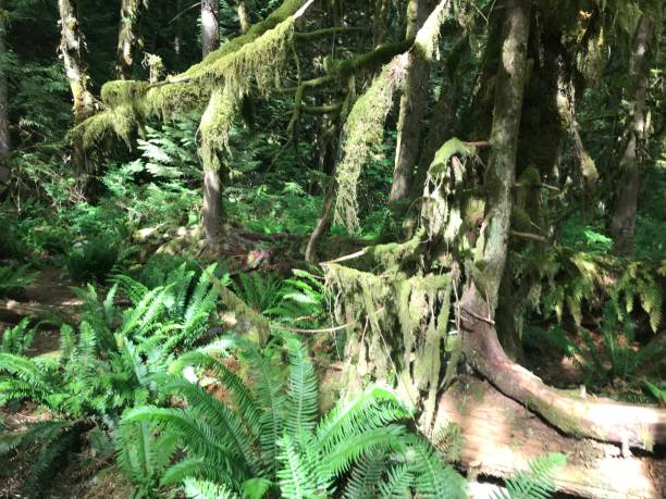 istock Nature of British Columbia 1163497982