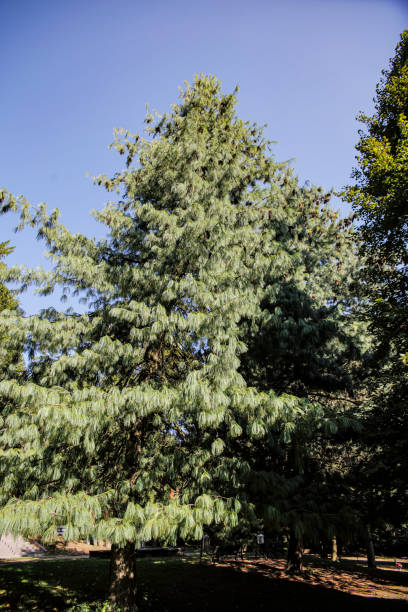 istock Big fir in the forest 1163498095