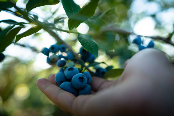 istock Hand is picking fresh organic blueberries 1163498140