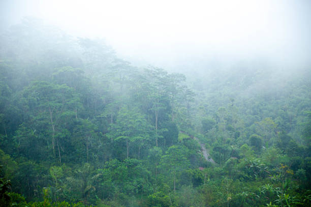 Morning fog on the rainy deep jungle forest - Tegallalang, Ubud, Bali