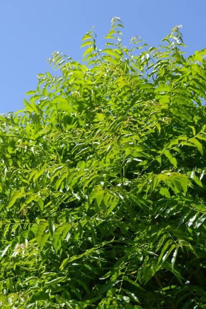 istock Azadirachta indica tree in nature garden 1163498877