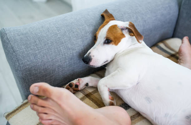 istock Jack russell terrier sleeping on owner legs at home 1163498891