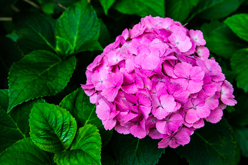 Beautiful Flower, Hydrangea Flowers, Hydrangea Macrophylla
Blooming in The Garden japan.