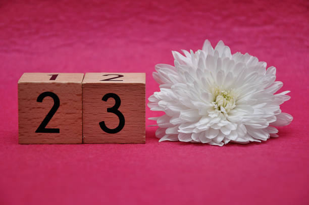 istock Number twenty three with a white aster on a pink background 1163502016