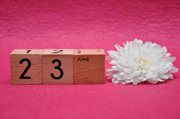istock 23 June on wooden blocks with a white aster on a pink background 1163502426