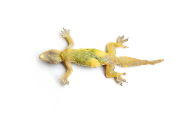 istock Lizard lying dead, tip over, with two eggs on white background isolate, dead reptile lie on their backs. 1163502588