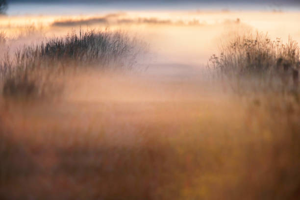 istock Misty field in countryside at sunrise. 1163502600