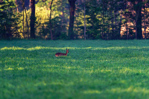 istock Roe deer in meadow on sunny morning. 1163502638