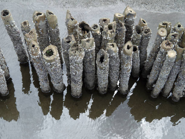 Wave protection with bamboo stake at the mangrove forest area, Environmental conservation