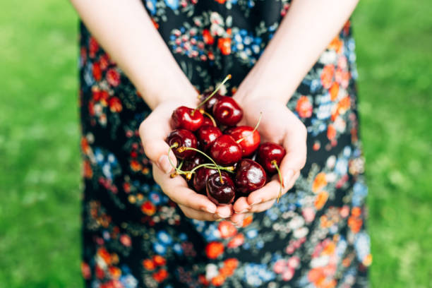 istock Organic red cherries in hands 1163504920