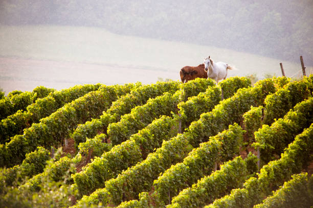 Jura Vineyard, Franche County, France Summer landscape in the Jura vineyards. Two horses in the background of the vineyards of Passenans. jura france stock pictures, royalty-free photos & images