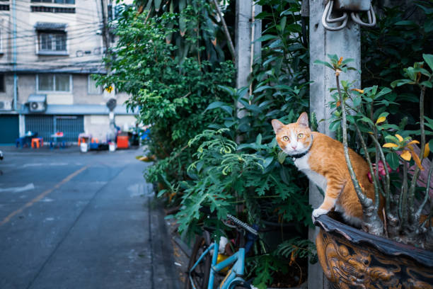 istock Ginger cat sits in the plant pot 1163505148