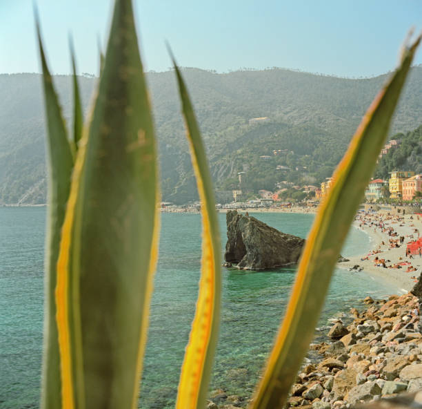 dzika przyroda w monterosso, liguria, włochy - agave italy aloe sea zdjęcia i obrazy z banku zdjęć