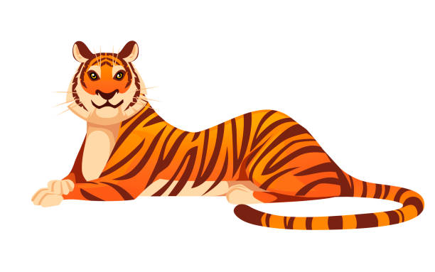 225 Cartoon Of Tiger Laying Down Illustrations & Clip Art - iStock