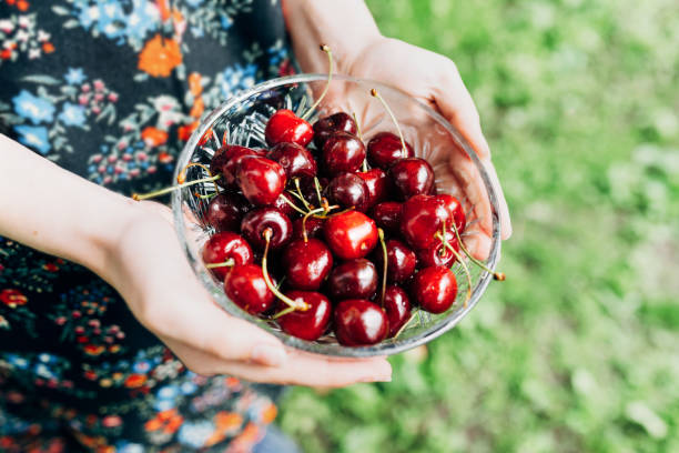 istock Organic red cherries in hands 1163505955