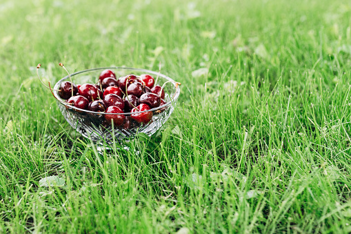 Freshly picked cherry on a background of green grass. Fresh organic cherries.