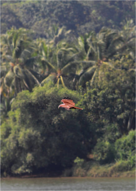brahminy kite or red backed sea eagle