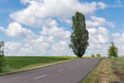 Rural asphalt road among the fields and single black poplar on roadside on a background of sky in summer