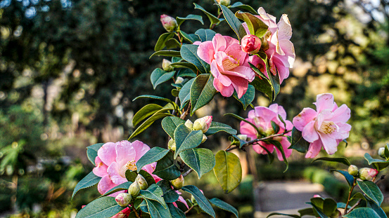 Branches of a Camellia Sasanqua tree full of flowers