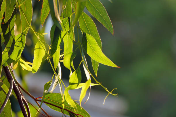 eukalyptus hinterlässt bei sonnenuntergang hinterleuchtet - bluegum tree stock-fotos und bilder
