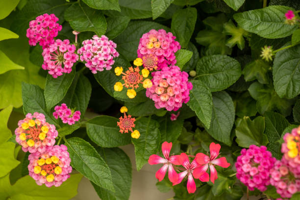 istock Lovely small flowers 1163506616