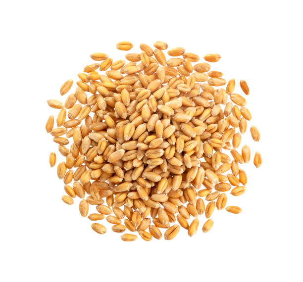istock Wheat grains isolated on white background, top view 1163507361
