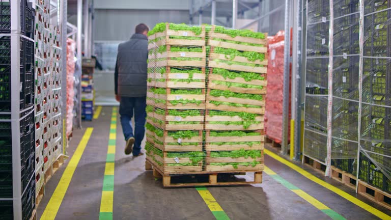 DS Warehouse employee using a pallet jack to take away stacked crates of fresh lettuce