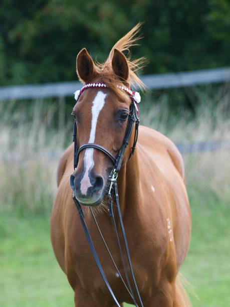 istock Horse Head Shot 1163508827