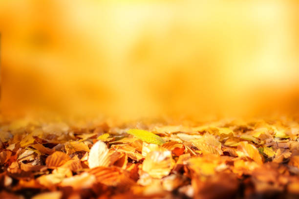 Golden autumn leaves background