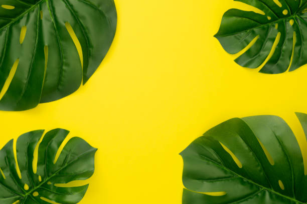 istock Tropical leaves Monstera on yellow background. Flat lay, top view 1163512451