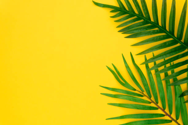 istock Tropical palm leaves on pastel yellow background. Minimal summer concept. Creative flat lay with copy space. Top view tropical green leaf on pastel color paper 1163512513