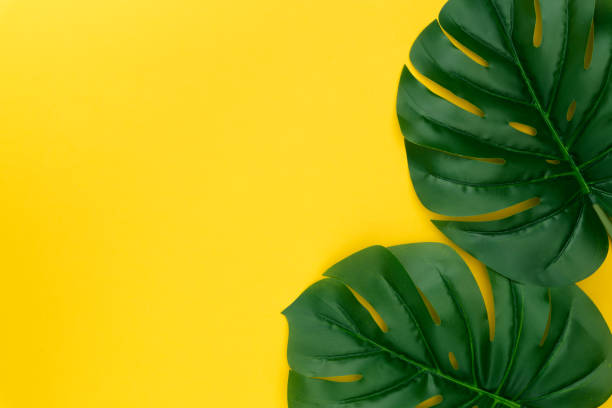 istock Tropical leaves Monstera on pastel yellow background. Minimal summer concept. Creative flat lay with copy space. Top view tropical green leaf on pastel color paper 1163512518