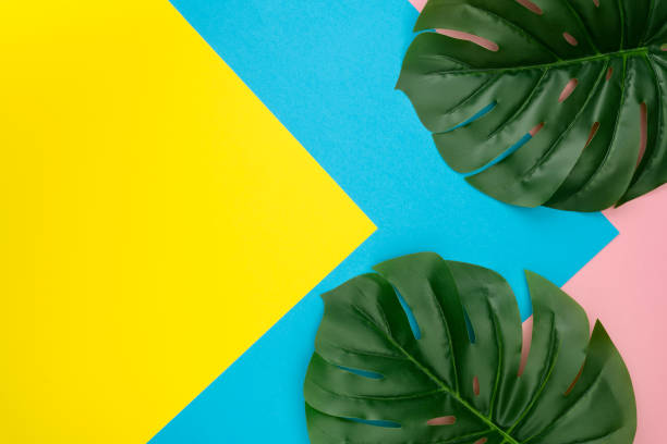 istock Tropical leaves Monstera with copy space on pastel color background. Top view. Flat lay 1163512600