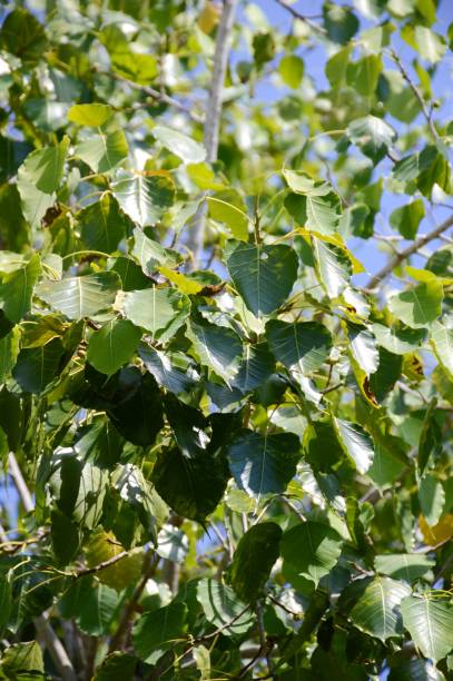 istock Ficus religiosa leaves in garden 1163513937