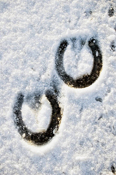 점유공간 선으로나 말 - snow footprint winter animal track 뉴스 사진 이미지