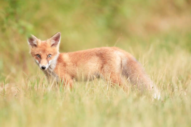 istock One red fox standing in the grass / Vulpes vulpes 1163516884