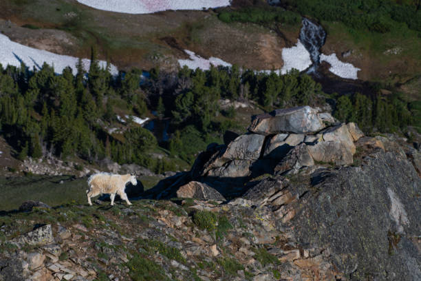 istock Mountain Goat in high mountain meadow 1163517391