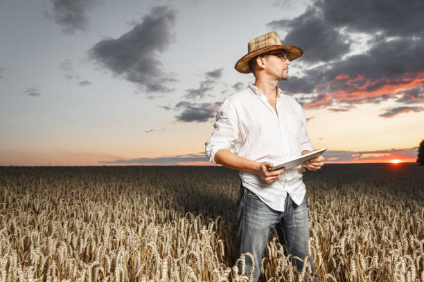 istock Farmer with a digital tablet standing in a wheat field before sunset. 1163518088