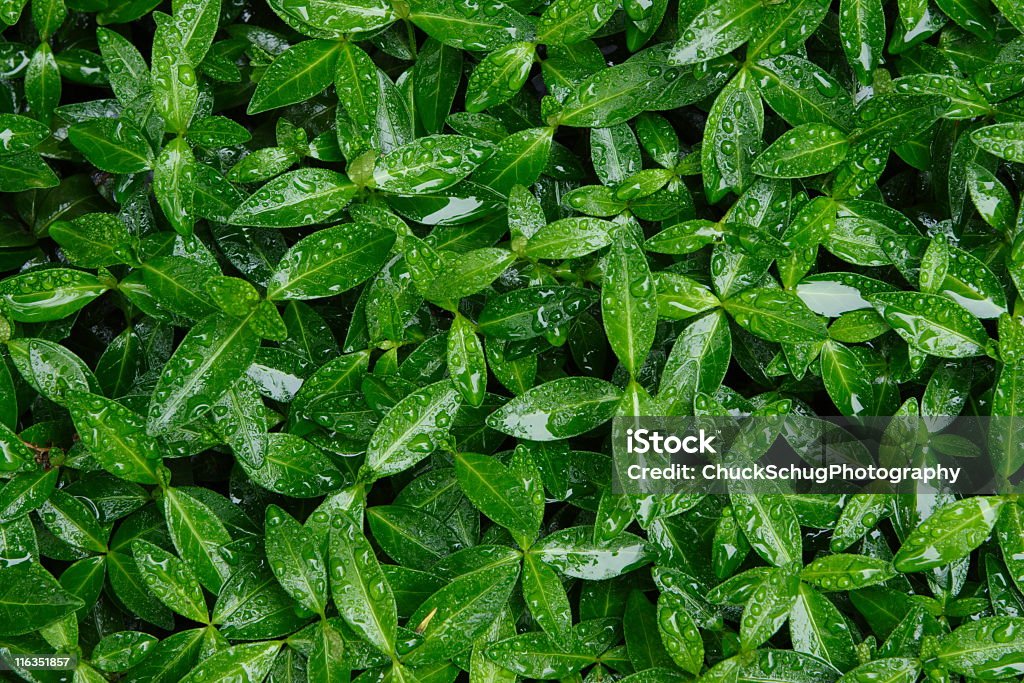 협죽도 머틀 Vinca 비중요 잎 - 로열티 프리 잎 스톡 사진