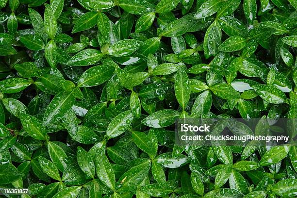 Barwinek Myrtle Vinca Minor Leaf - zdjęcia stockowe i więcej obrazów Liść - Liść, Barwinek - kwiat, Lasek