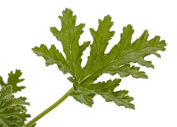 Detailed view of a scented rose geranium leaf on white background. Pelargonium distillates and absolutes, commonly known as "geranium oil," is sold for aromatherapy and massage therapy applications is sometimes used to supplement or adulterate more expensive rose oils.