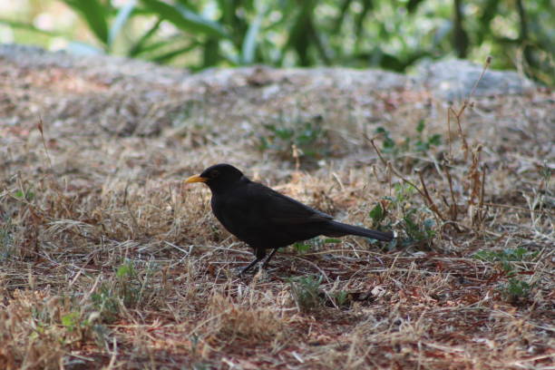 istock Male Blackbird (Turdus merula) on the ground, side view 1163519166