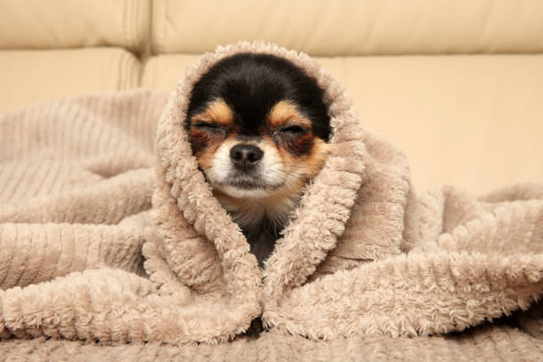 istock Chihuahua puppy lying under a blanket 1163519246