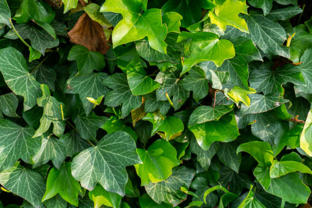 istock Green, fresh ivy leaves pattern background. Nature concept, wallpaper and texture leaves. 1163519366