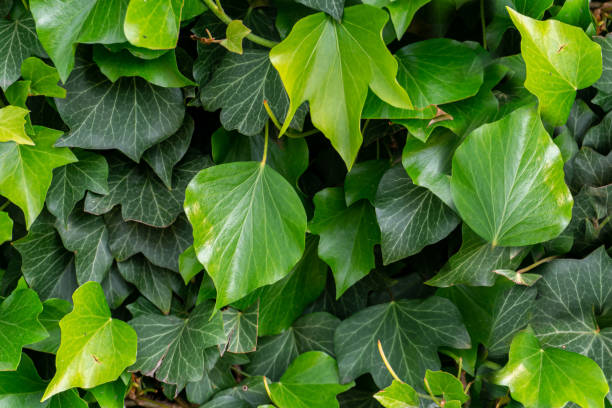istock Green, fresh ivy leaves pattern background. Nature concept, wallpaper and texture leaves. 1163519373