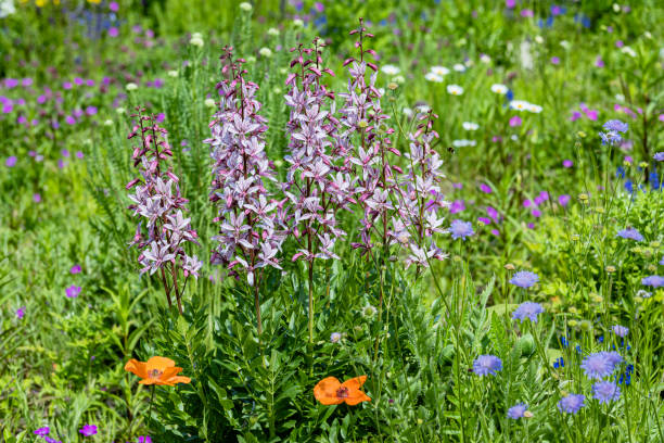 Flower meadow with diptam - Dictamnus albus
