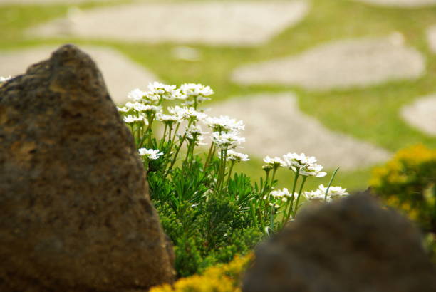 istock Beautiful flowers have a fine view. 1163519709