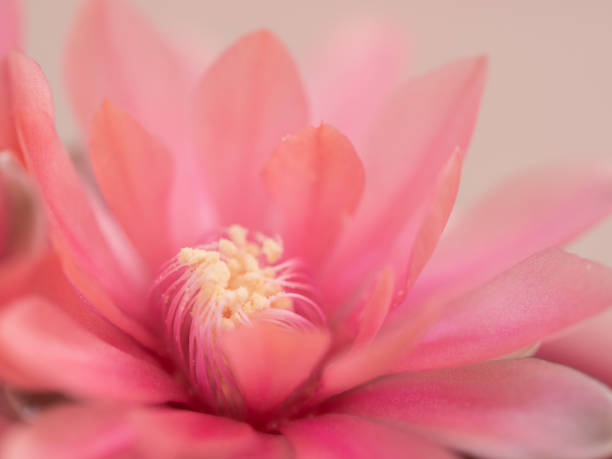 istock Close up of pink flower, background 1163519813